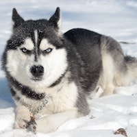 Siberian Husky